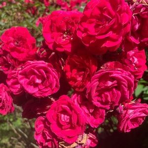 Meet your Posher, Julia